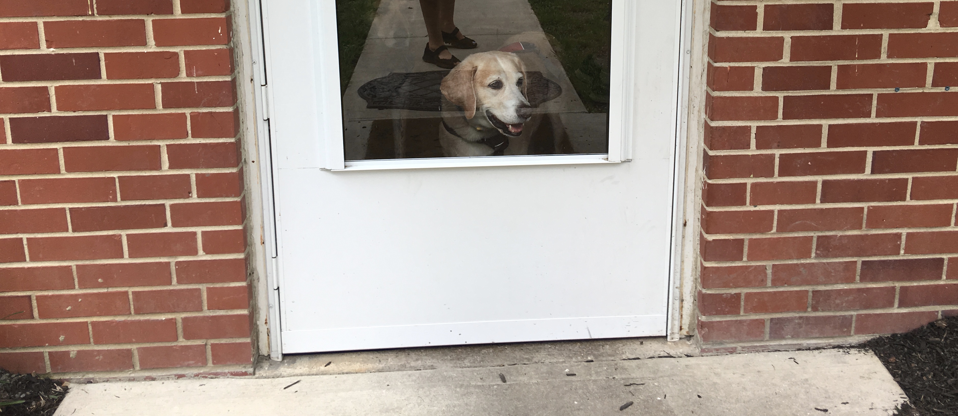 Baywater Animal Rescue, Cambridge, Maryland 2 Traveling Dogs